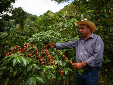 CE CAFÉ SANS GRAINS EST ALLÉGUÉ MIEUX QUE LES STARBUCKS 